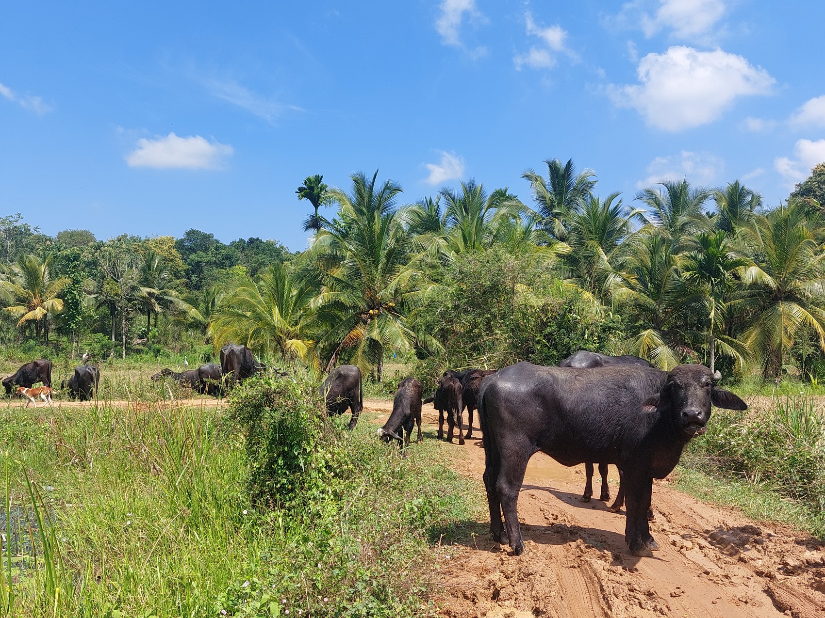Photos from our Sri Lanka - Classic Cycling Holiday