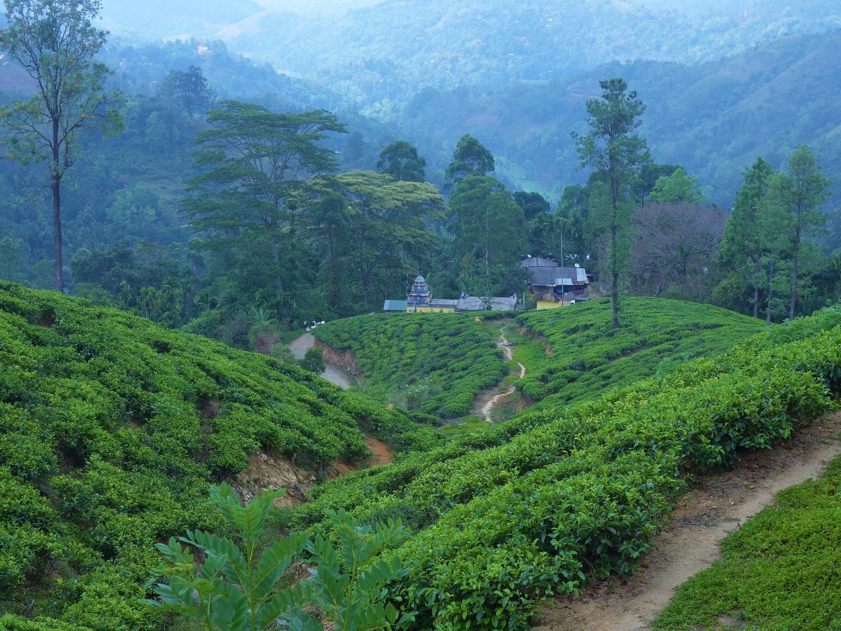 Photos from our Sri Lanka - Classic Cycling Holiday