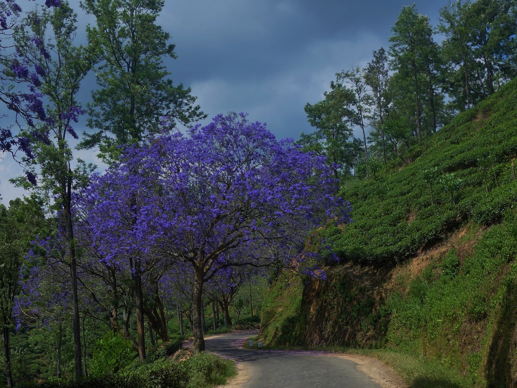 Photos from our Sri Lanka - Classic Cycling Holiday
