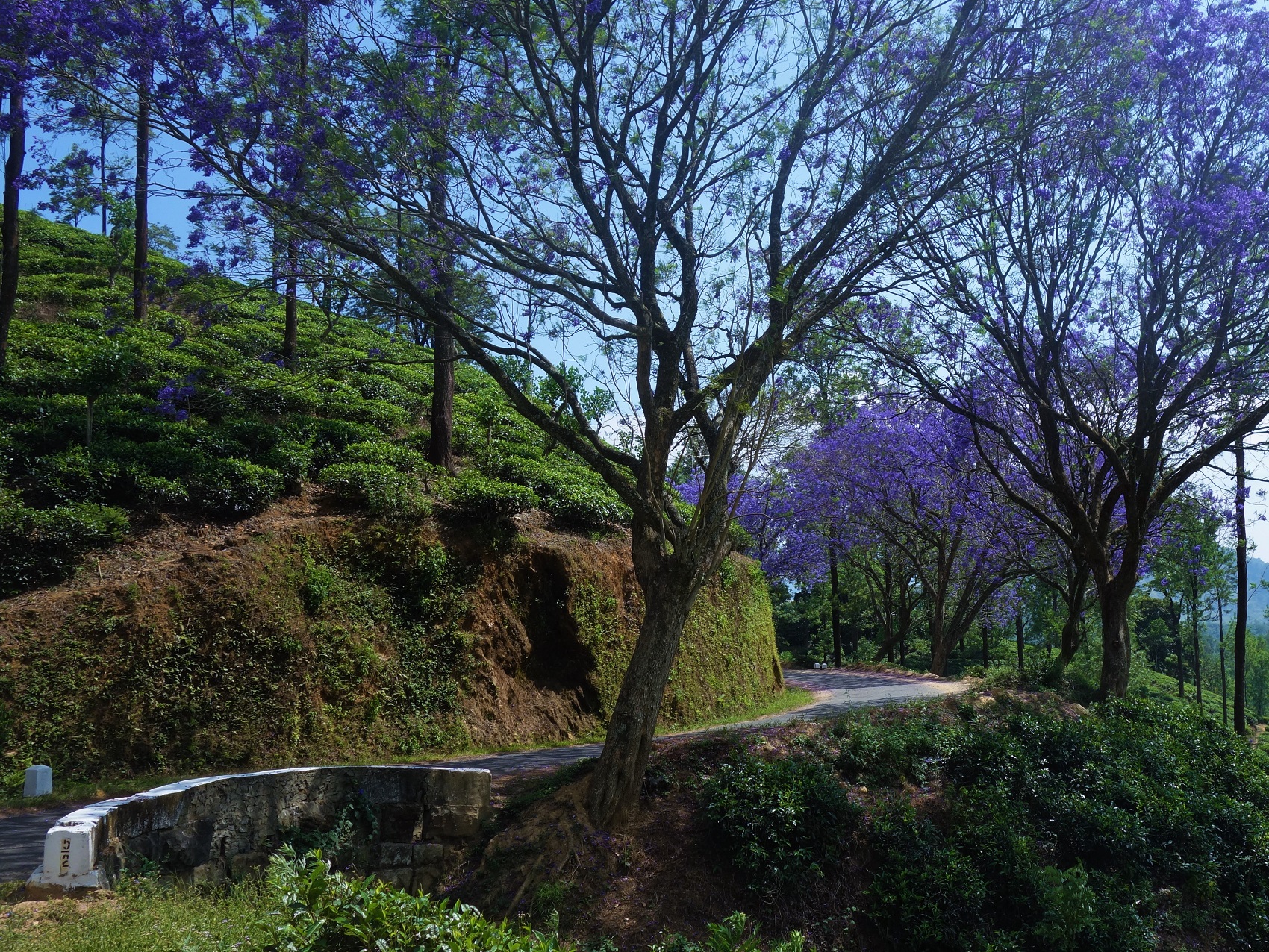 Photos from our Sri Lanka - Classic Cycling Holiday