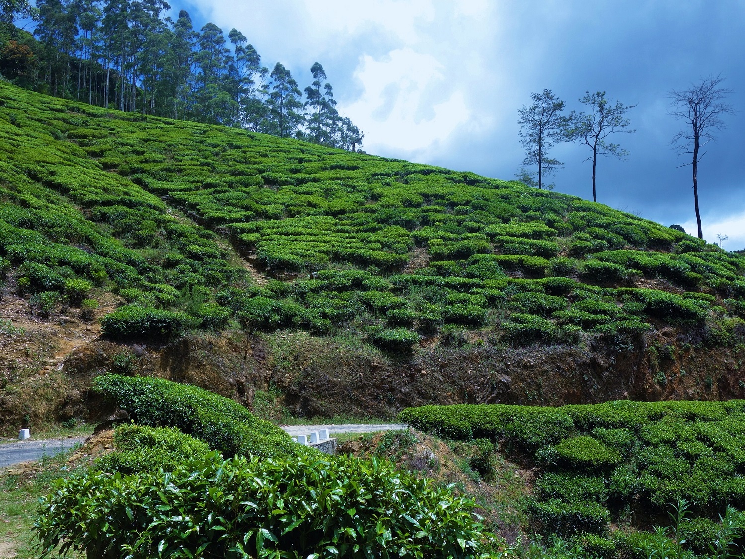 Photos from our Sri Lanka - Classic Cycling Holiday