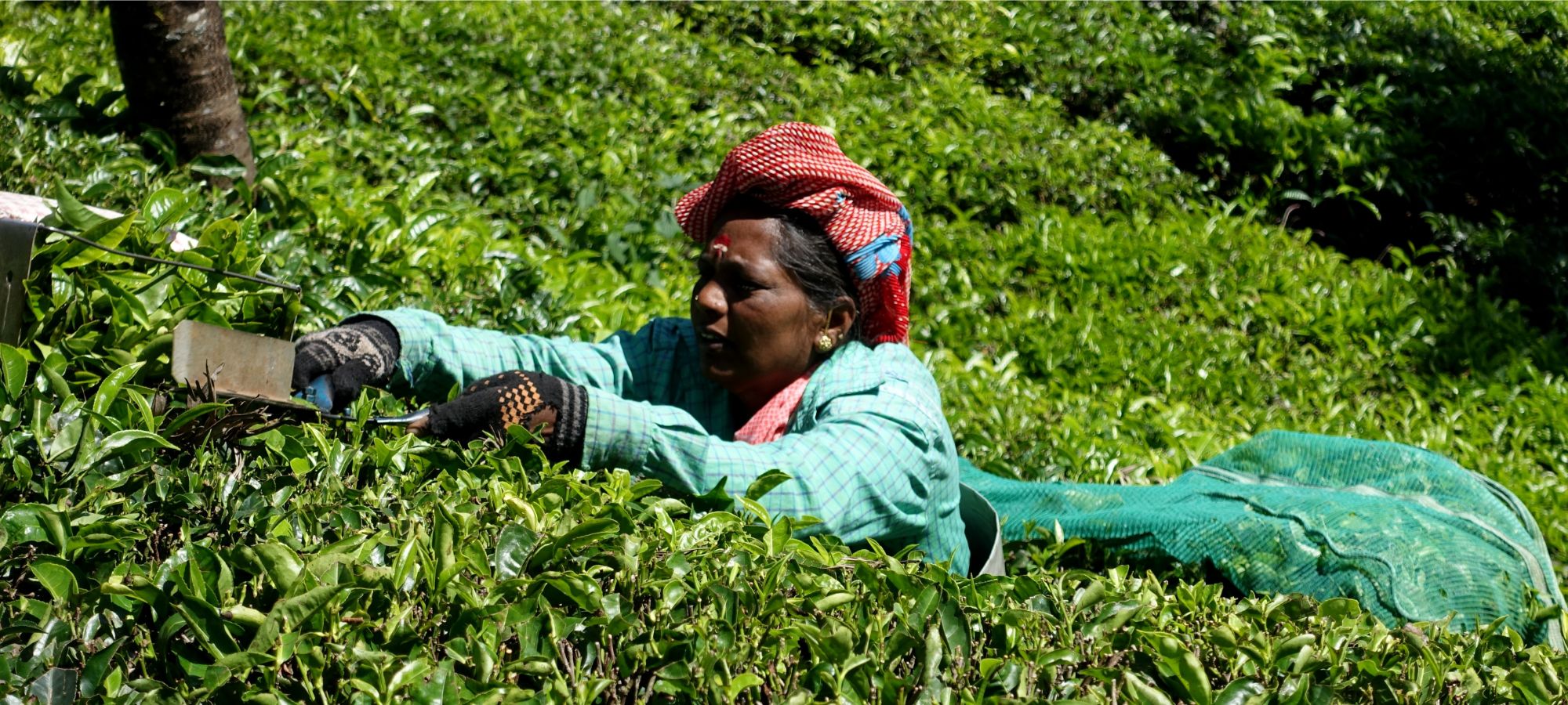 Photos from our India - Kerala Cycling Holiday