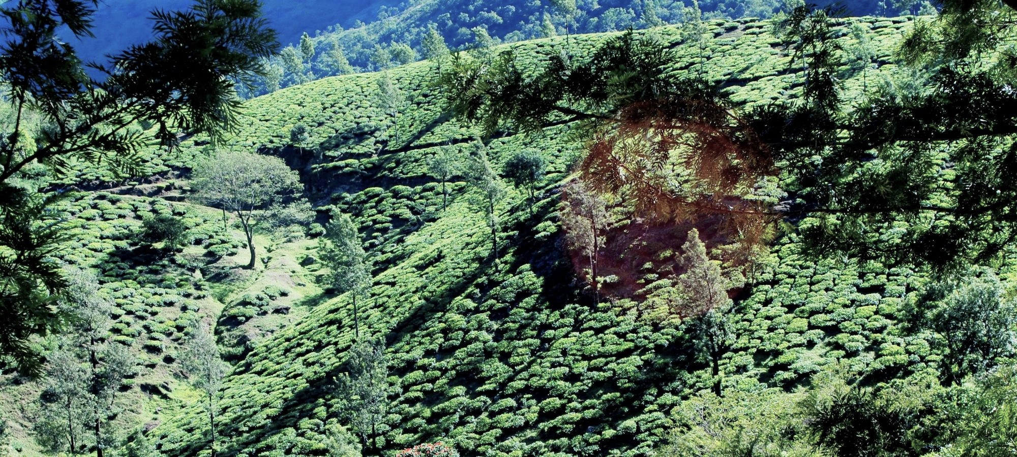 Photos from our India - Kerala Cycling Holiday