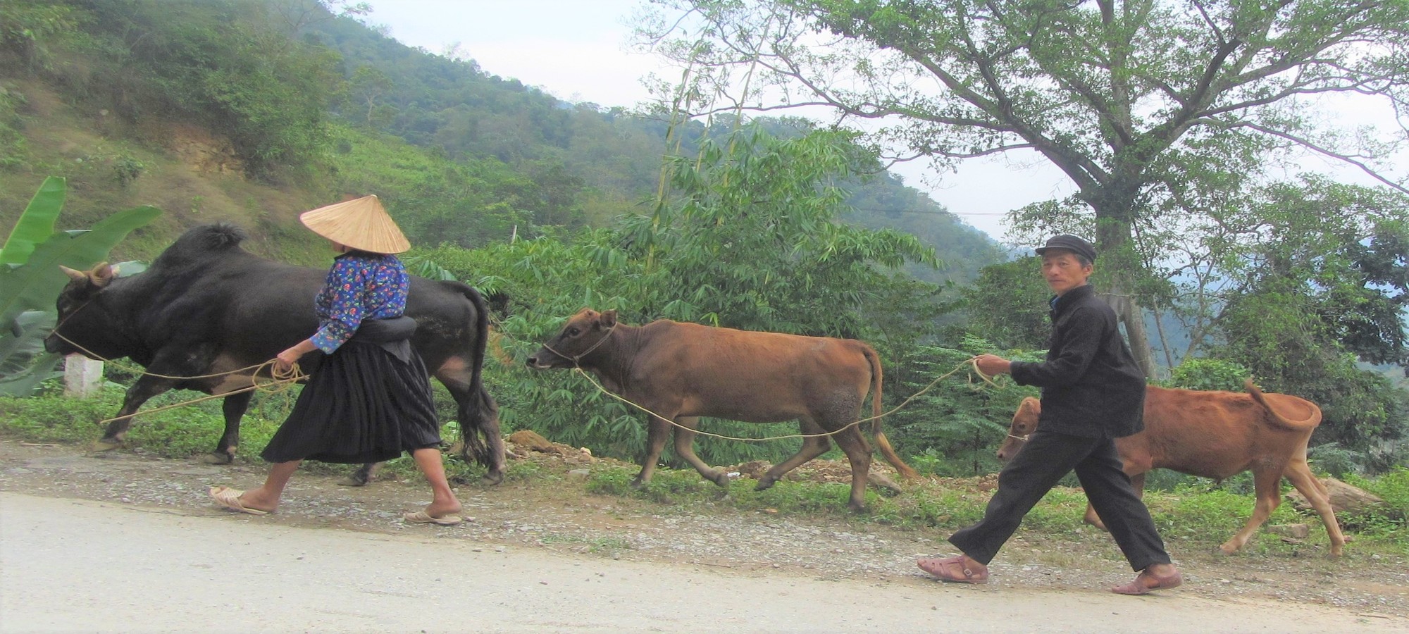 Photos from our Vietnam N.E Cycling Holiday
