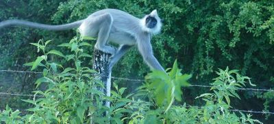 Renea Jaeger Cycling on the  tour with redspokes